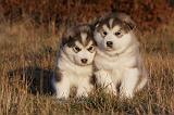 ALASKAN MALAMUTE 592